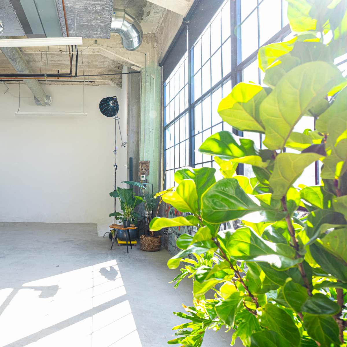 A spacious, well-lit room with large windows, featuring plants in pots and a bare white wall.