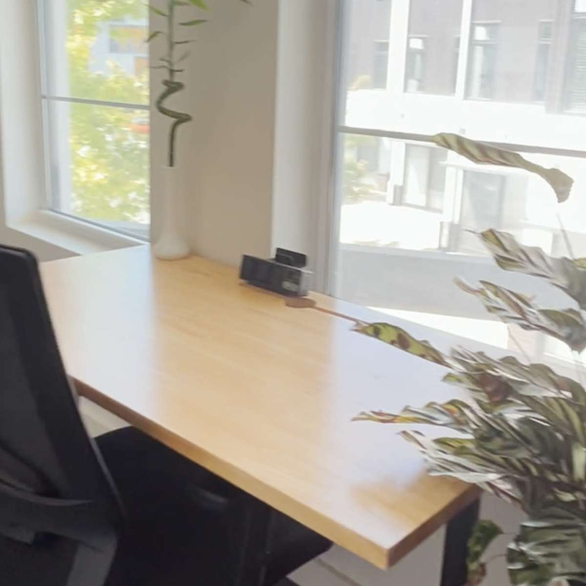 A modern office space with two desks, ergonomic chairs, and plants near large windows.