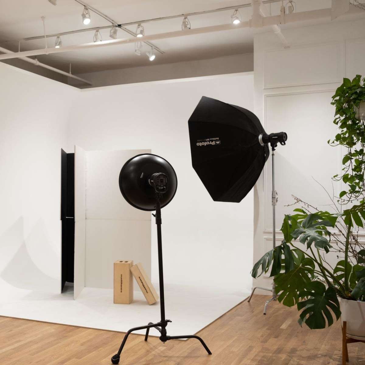 A minimalist photography studio with a white backdrop, lighting equipment, and a few plants.