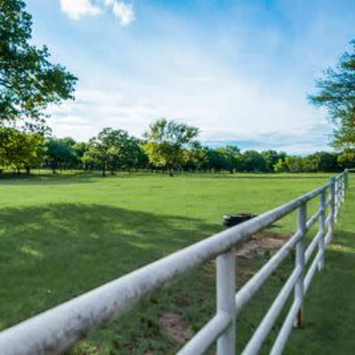 A white fence borders a grassy field with scattered trees under a clear blue sky.