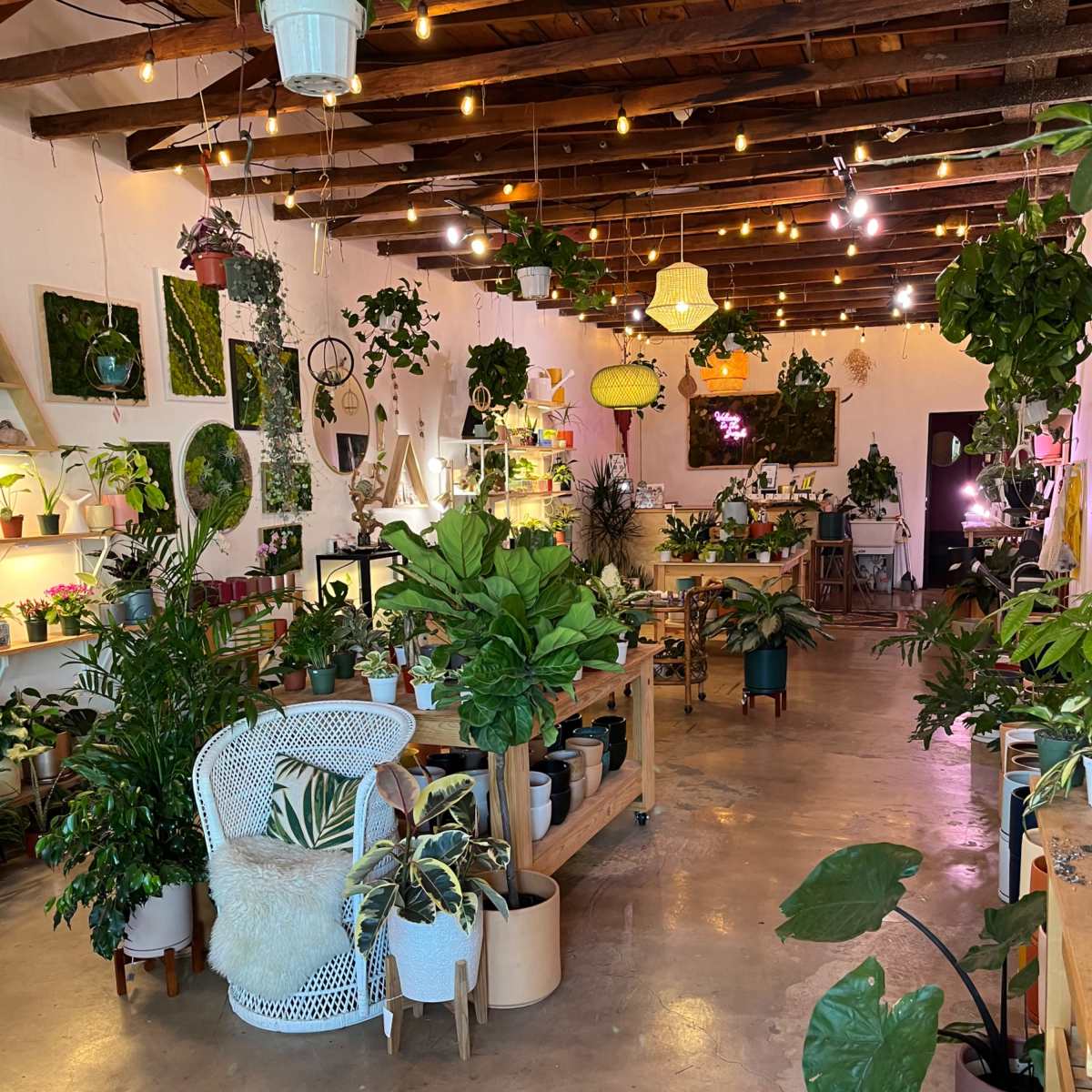 A bright plant shop filled with various indoor plants, shelves lined with pots, and softly lit hanging decorations.