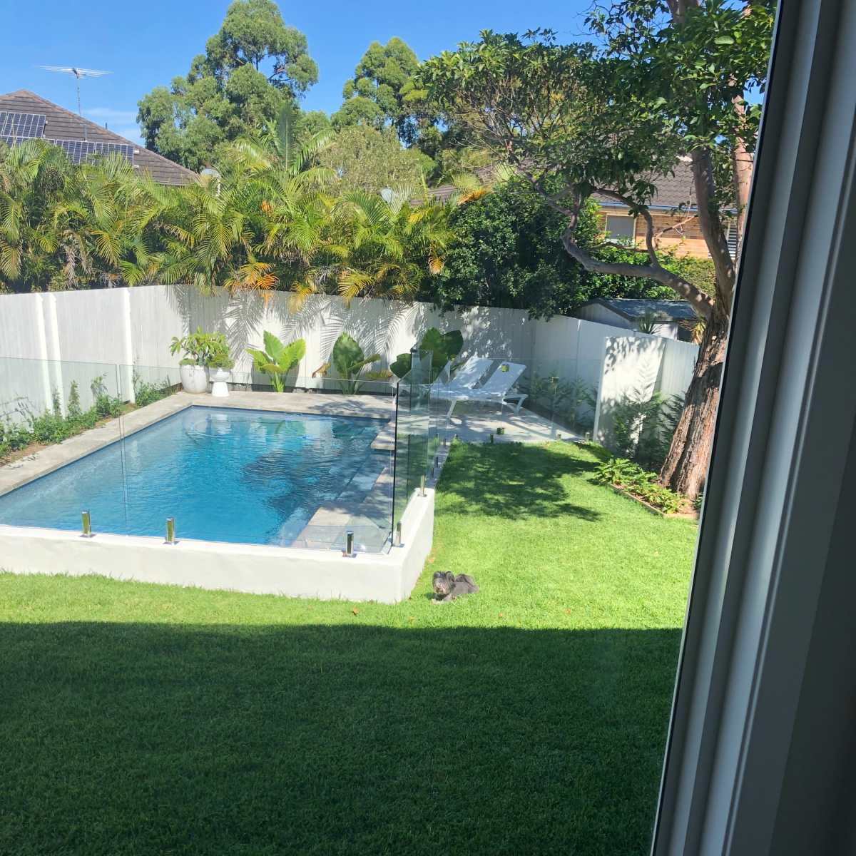 A clear view of a backyard features a swimming pool, deck chairs, and a well-maintained lawn surrounded by plants.