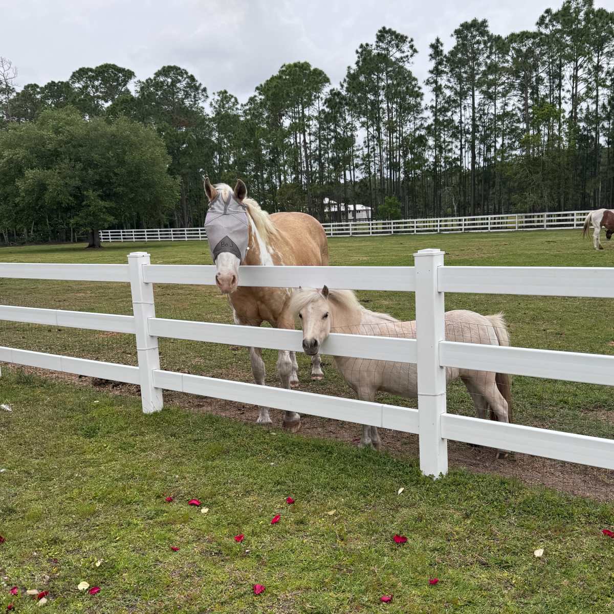 Angel's Animal Sanctuary in New Smyrna Beach Image in Spring Forest, New Smyrna Beach, FL