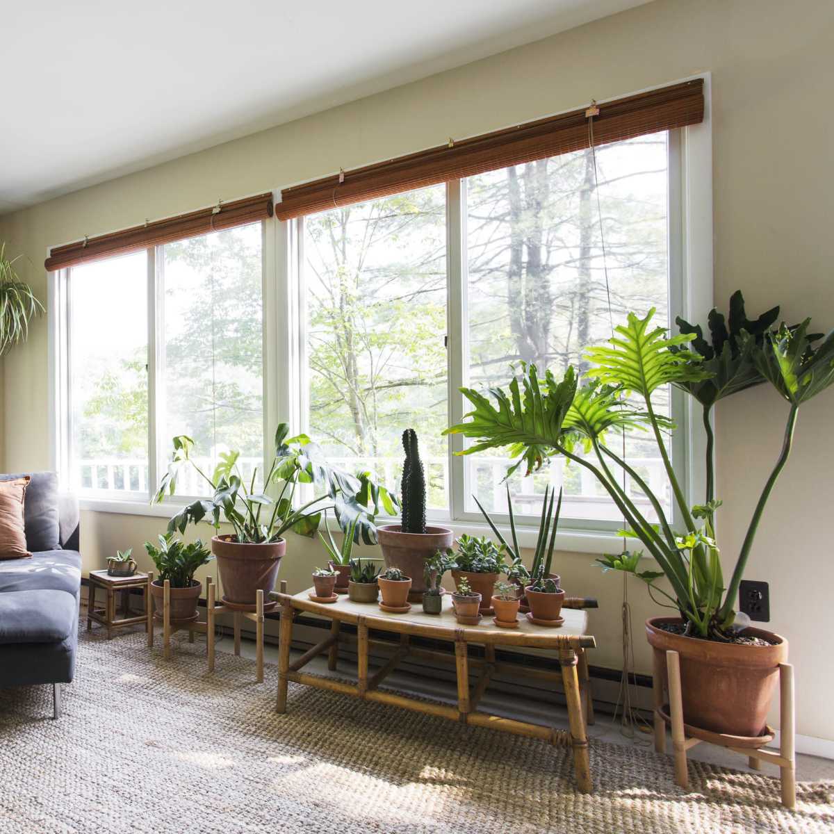 A sunlit room features a gray chaise lounge surrounded by various potted plants and large windows with woven shades.