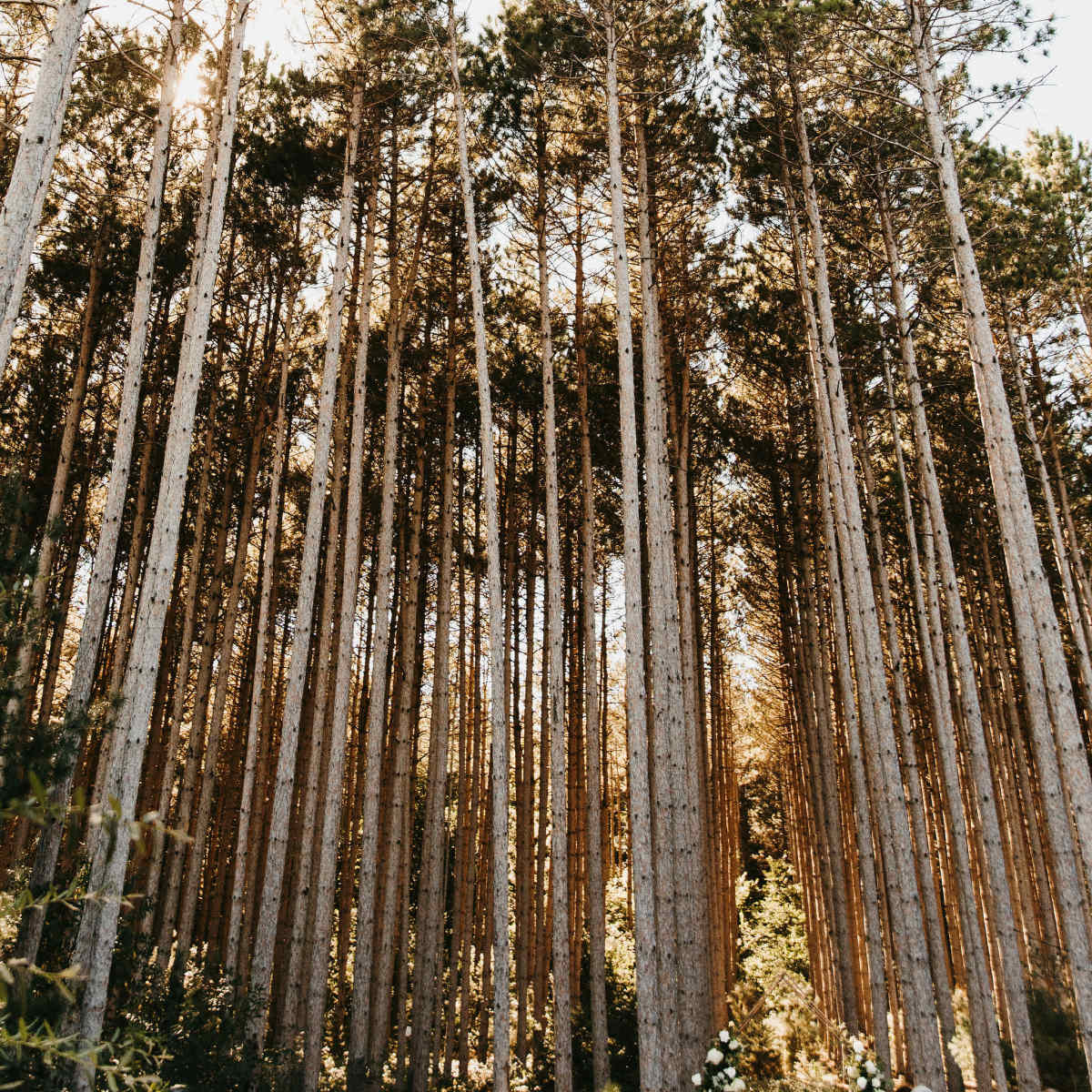 Tall pine trees rise vertically in a dense forest under a clear sky.
