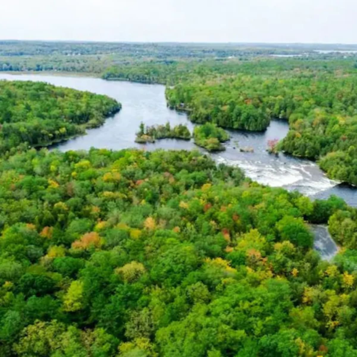 Aerial view of a winding river surrounded by dense green forest with patches of autumn colors.