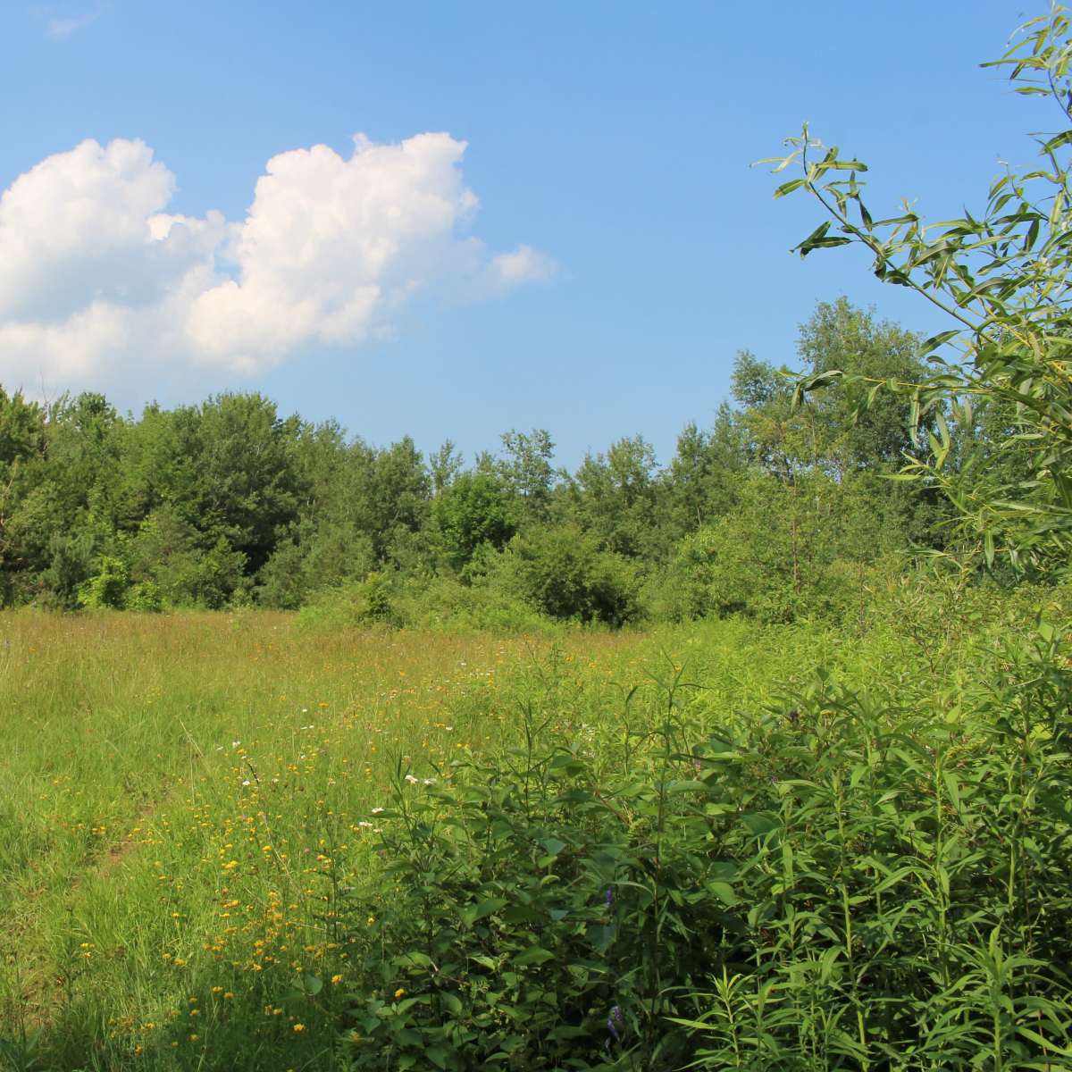 A grassy field is surrounded by trees and patches of wildflowers under a blue sky with scattered clouds.