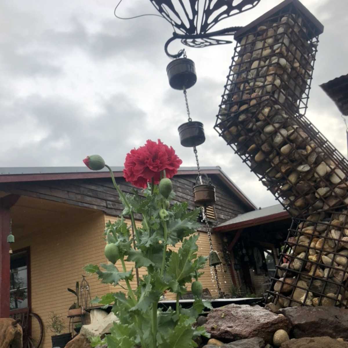 A red flower stands in the foreground in front of a metal butterfly sculpture and a rock garden near a house.