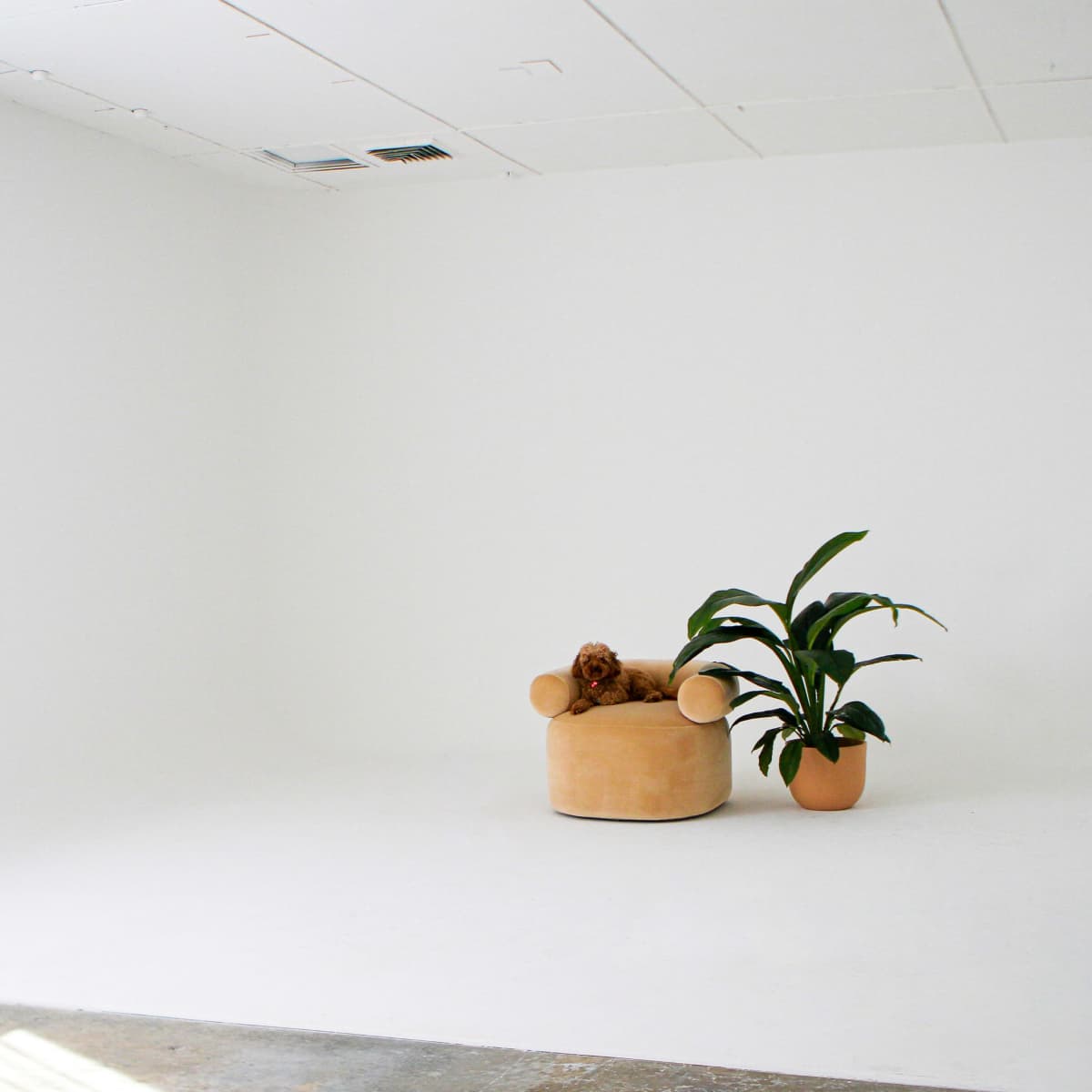 A minimalistic room with a plain white backdrop, a round tan chair, and a potted plant in an orange pot.
