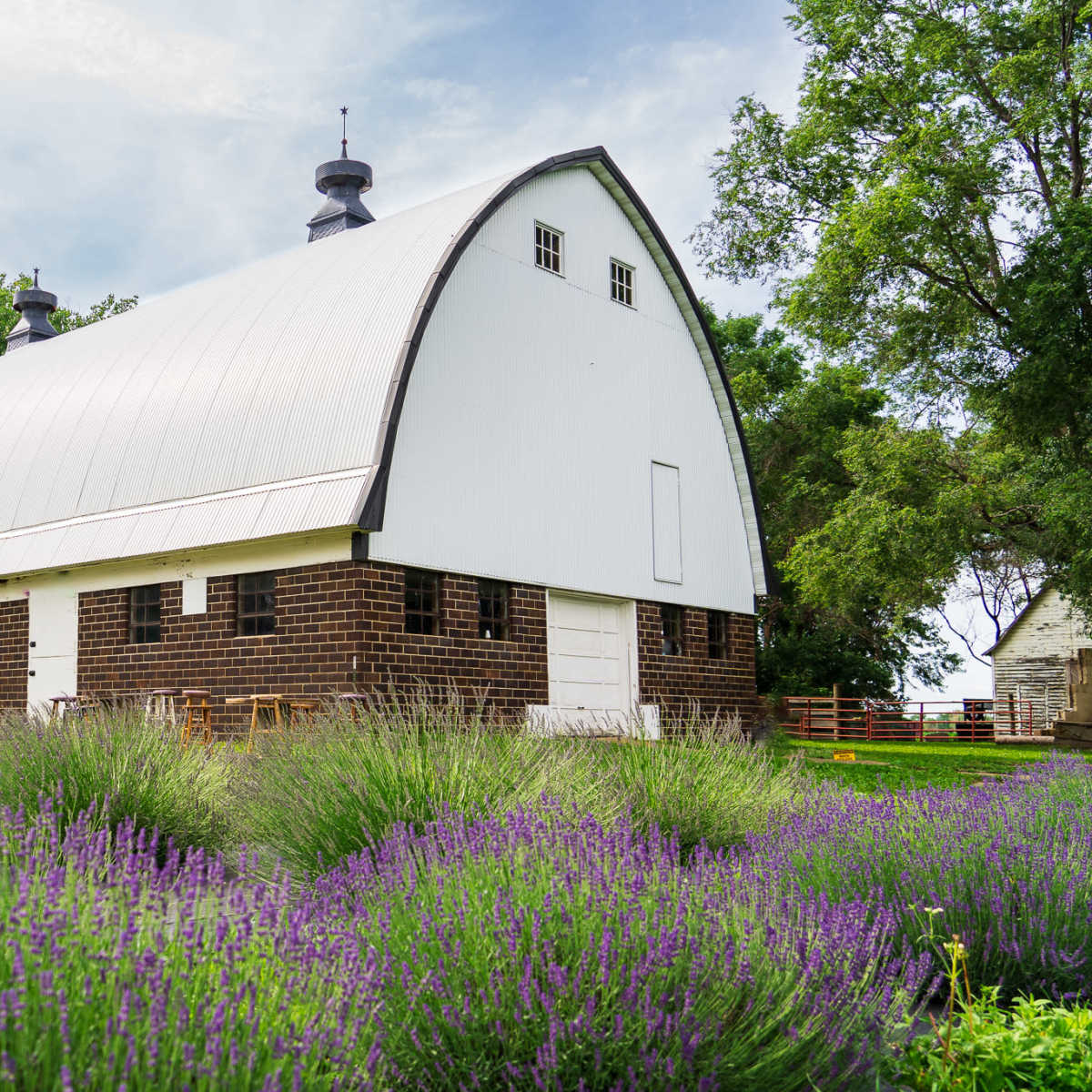 Historic Lavender Farm in Farmington Image in Eureka Township, Farmington, MN