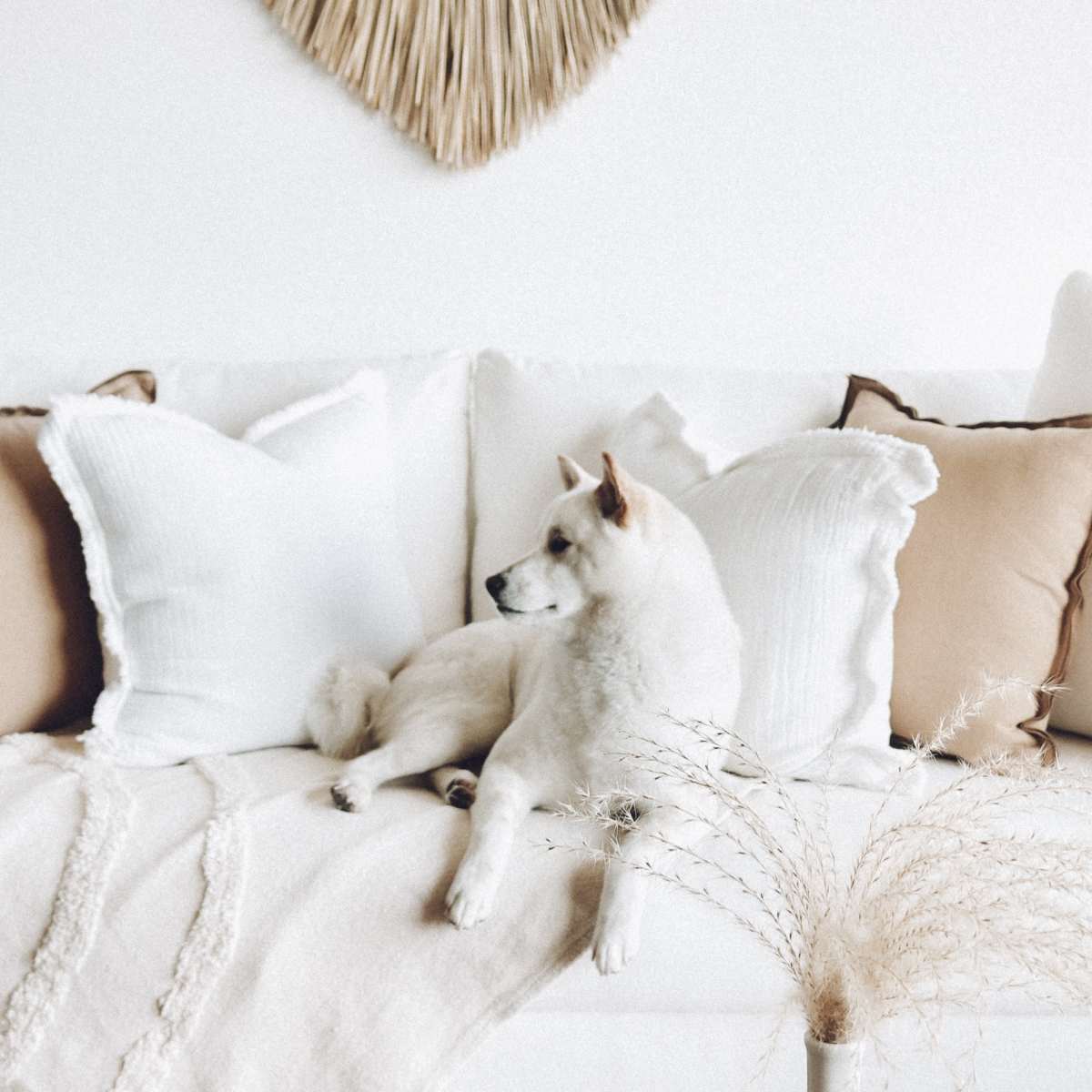 A white dog rests on a couch adorned with various decorative pillows and a textured blanket.