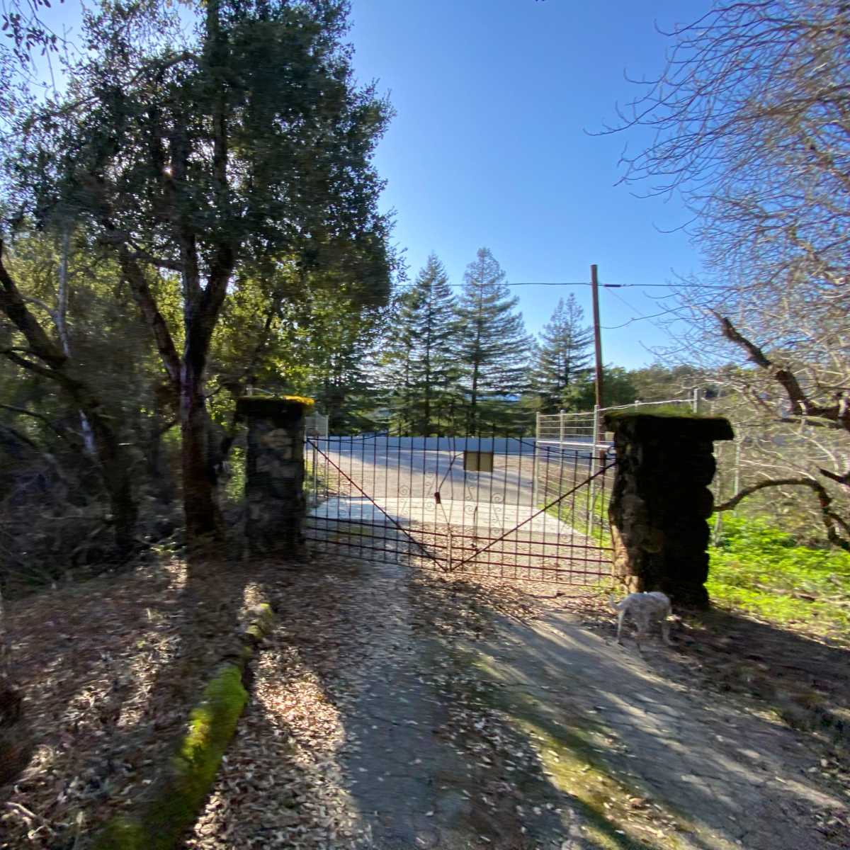 An iron gate stands open at the entrance of a gravel path leading to a tree-lined road.