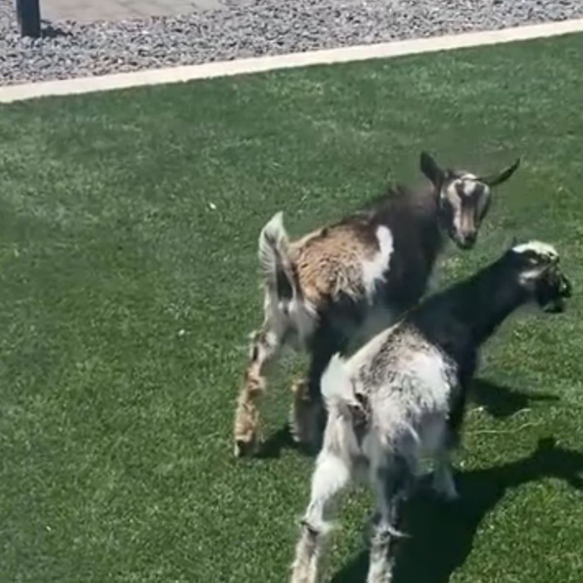 Entertainers Paradise! - Events & Stays - Pool/Spa, Goats, Golf, Bocce, Horseshoes, Games in Chandler Image in , Chandler, AZ