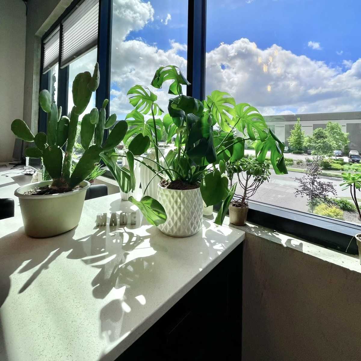 Green plants sit on a countertop near a large window showcasing a bright sky filled with clouds.