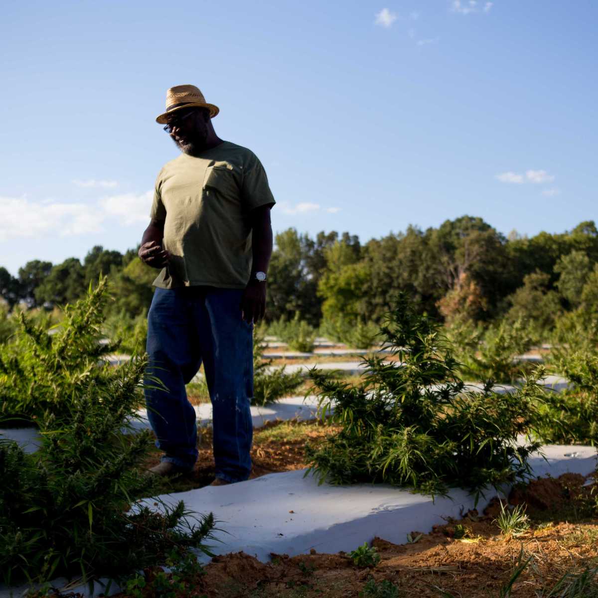 A man wearing a hat stands among rows of cannabis plants on a farm under a blue sky.