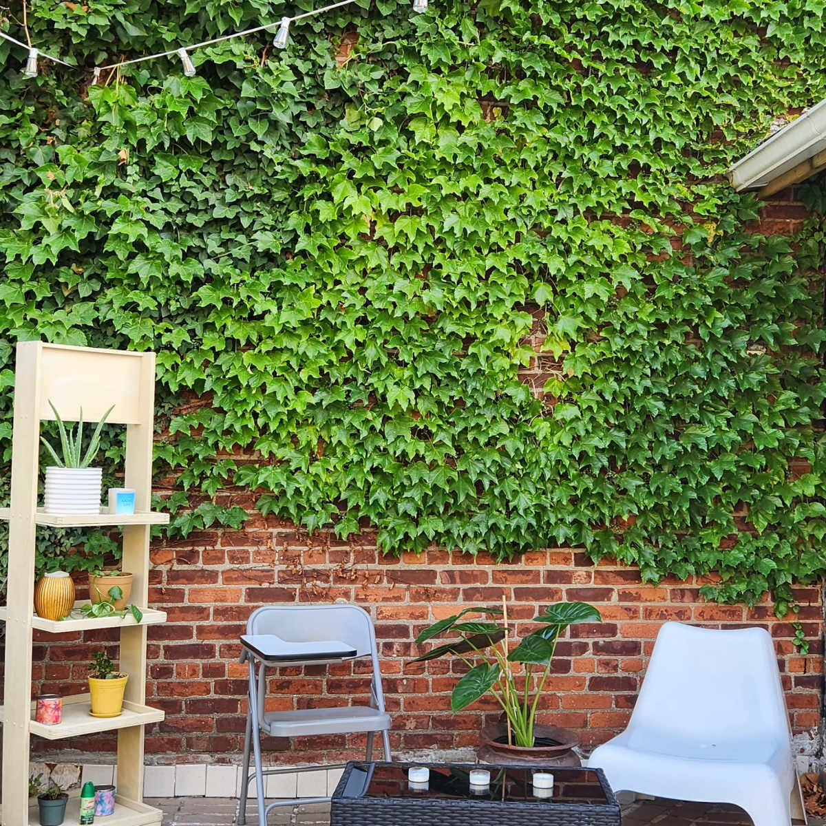A small outdoor patio with a green ivy-covered wall, a shelf displaying potted plants, and two chairs arranged around a low table.