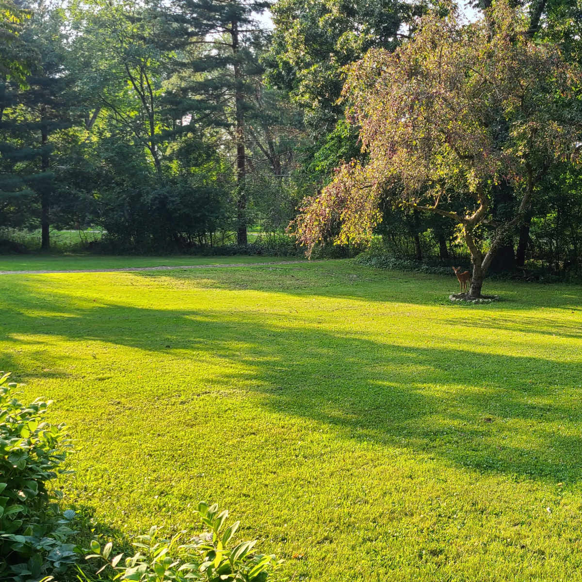 A grassy lawn with a solitary tree casting long shadows under dappled sunlight.