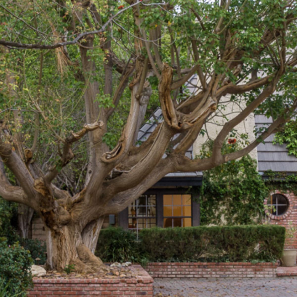 A house with ivy-covered walls and a large tree is set in a landscaped garden.