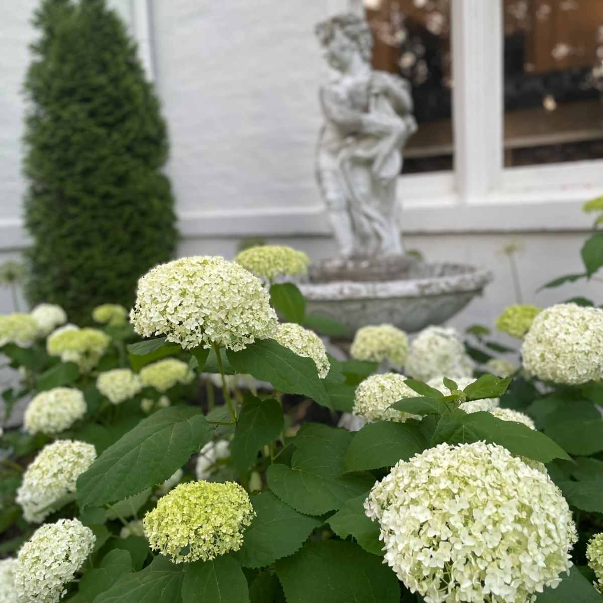 A garden with white hydrangea flowers in the foreground and a statue of a figure holding a child beside a window in the background.