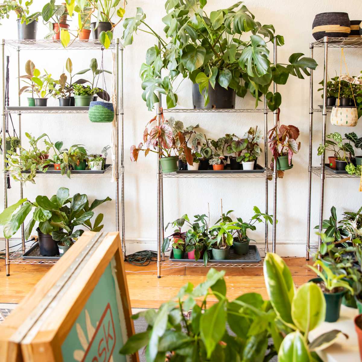 A bright room filled with various potted plants arranged on metal shelves, with hanging plants overhead.