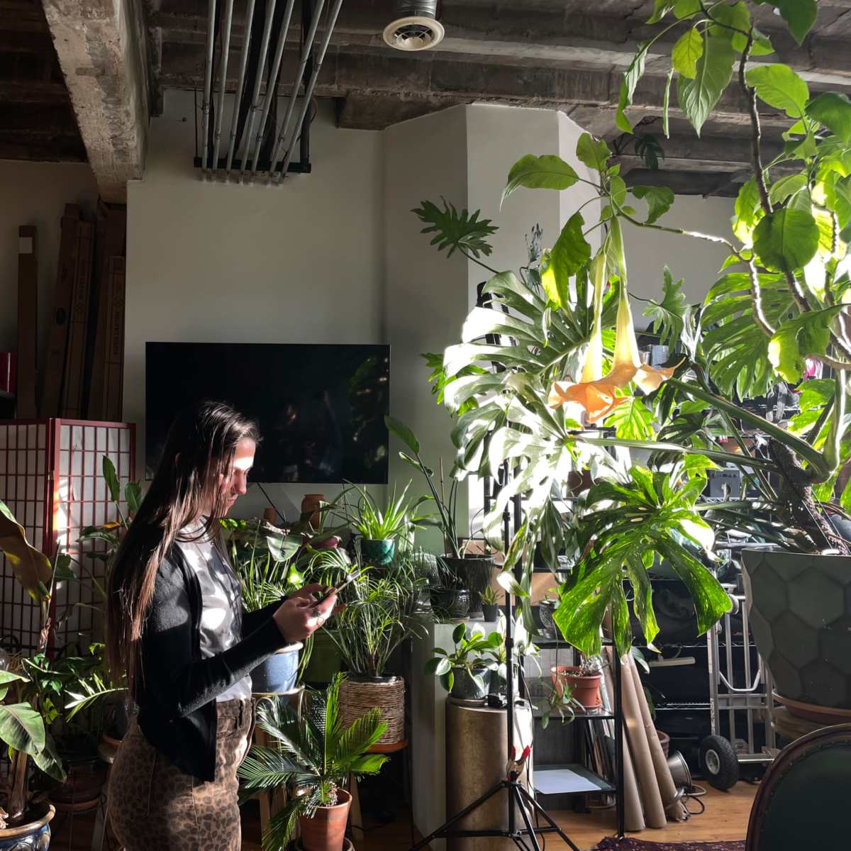A woman stands in a sunlit room filled with various indoor plants, checking her phone near a large television and cluttered shelves.
