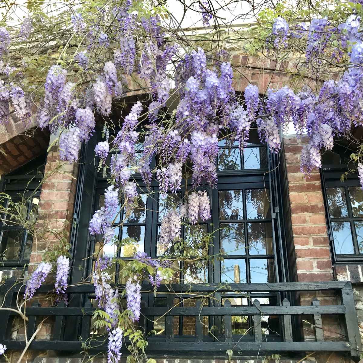 A brick building features large windows framed by cascading purple wisteria flowers.