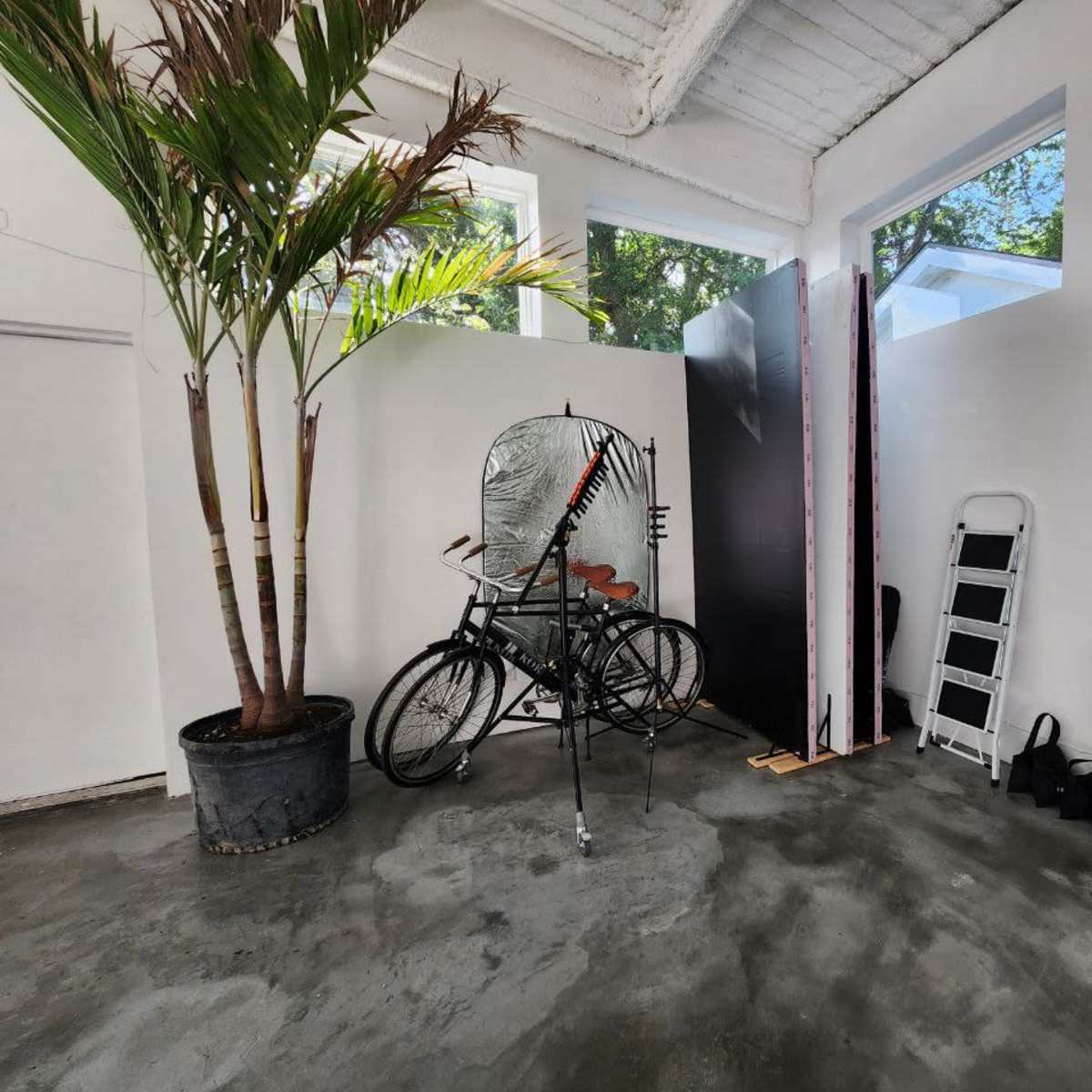 A room with a potted palm tree, a bicycle, a folding ladder, and a trash bin, with large windows allowing natural light to enter.
