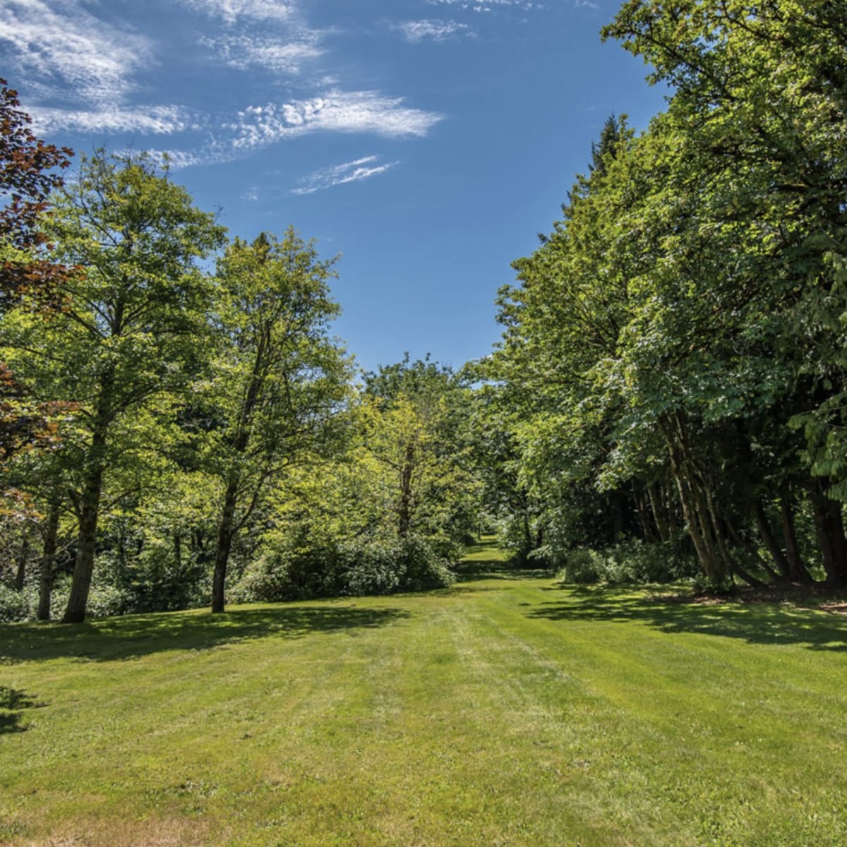 A wide pathway lined by trees leads into a green, grassy area under a blue sky.