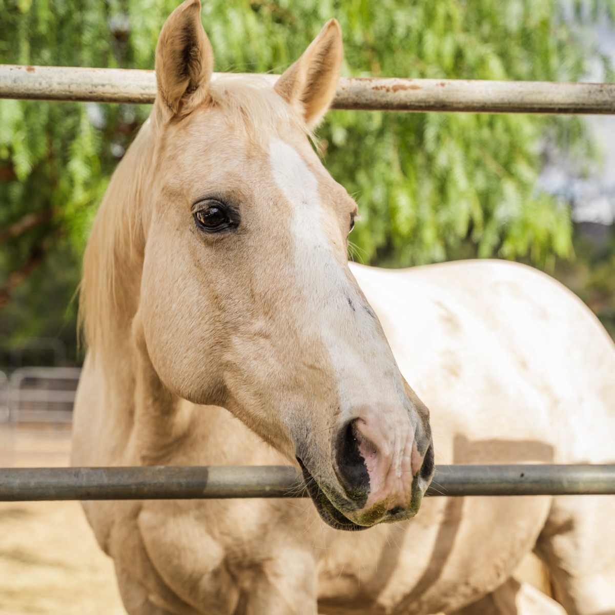 A pale horse stands in a fenced enclosure with a tree in the background.