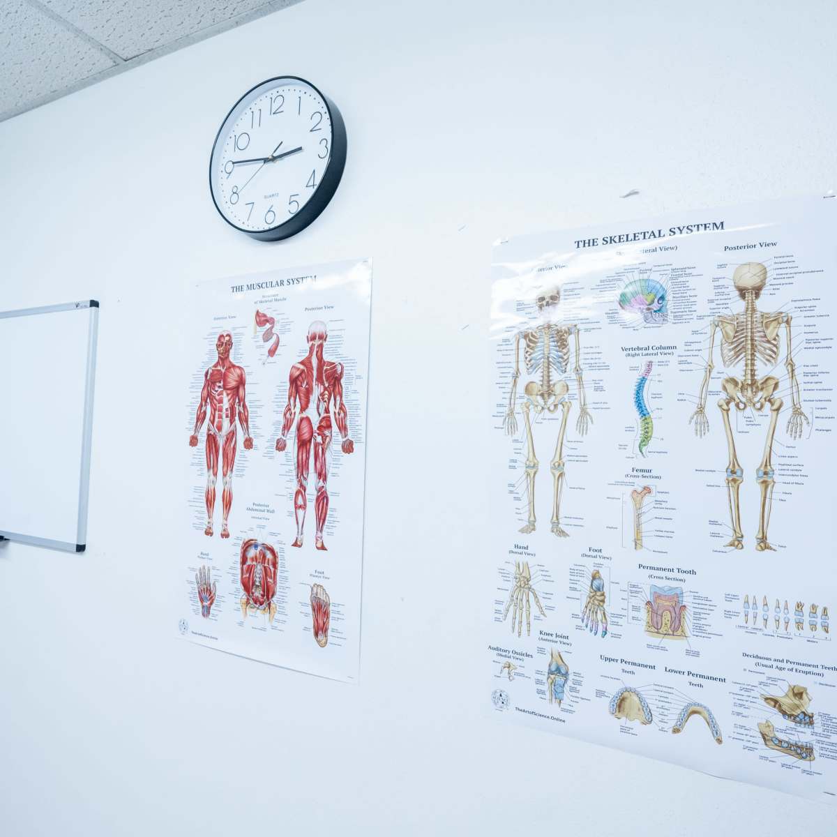 A classroom wall with a clock and two educational posters, one depicting the muscular system and the other illustrating the skeletal system, along with a whiteboard.
