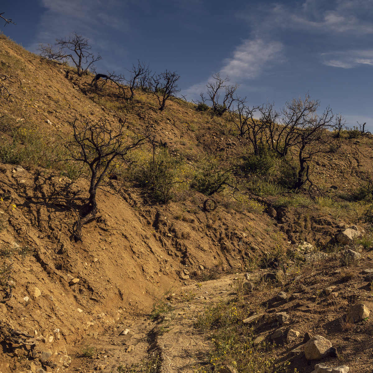 A dry, barren landscape features sparse vegetation and charred tree stumps on a sloped hillside under a blue sky with wispy clouds.