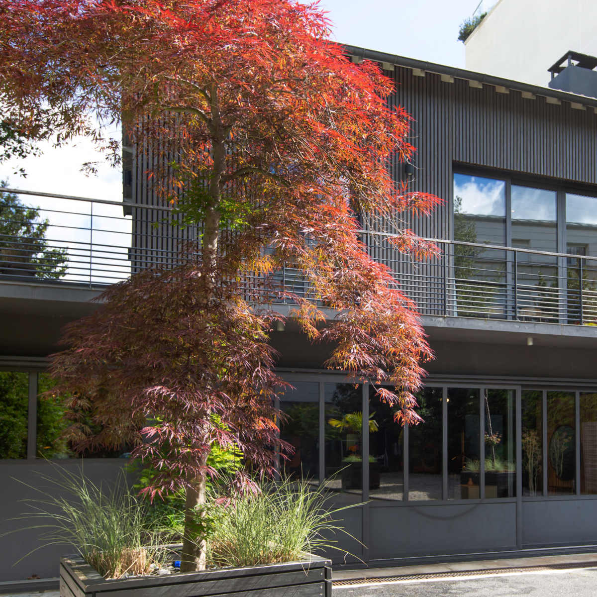 A modern house with a sleek facade, large windows, and a vibrant red maple tree in the front.