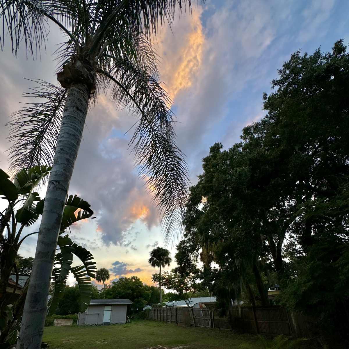 A palm tree stands in a backyard, framed by lush greenery under a colorful sky with clouds at sunset.