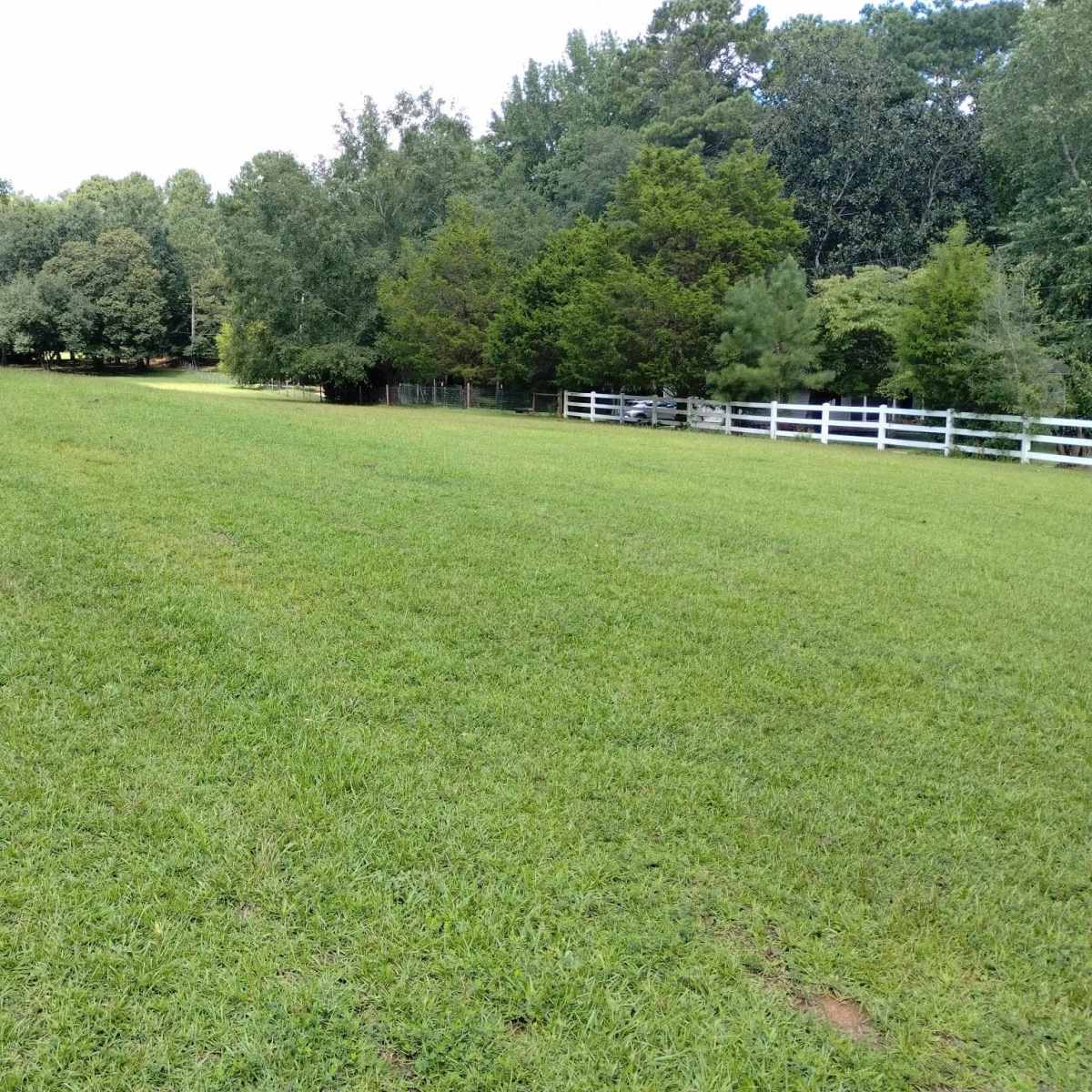 A green, open field with a fence line and a row of trees in the background.