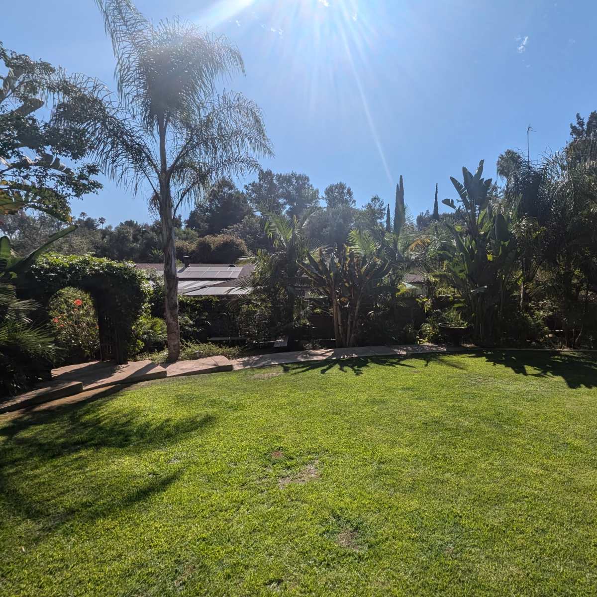 A lush green backyard is surrounded by tall plants and palm trees under a clear sky.