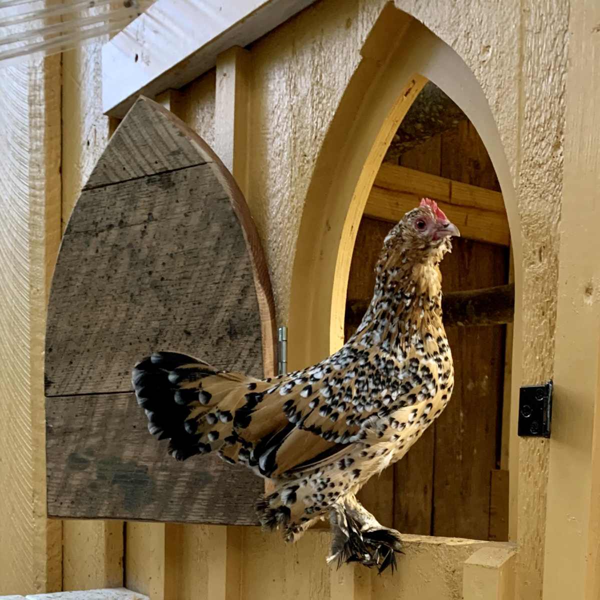 A spotted chicken perches on the edge of a window in a wooden coop.