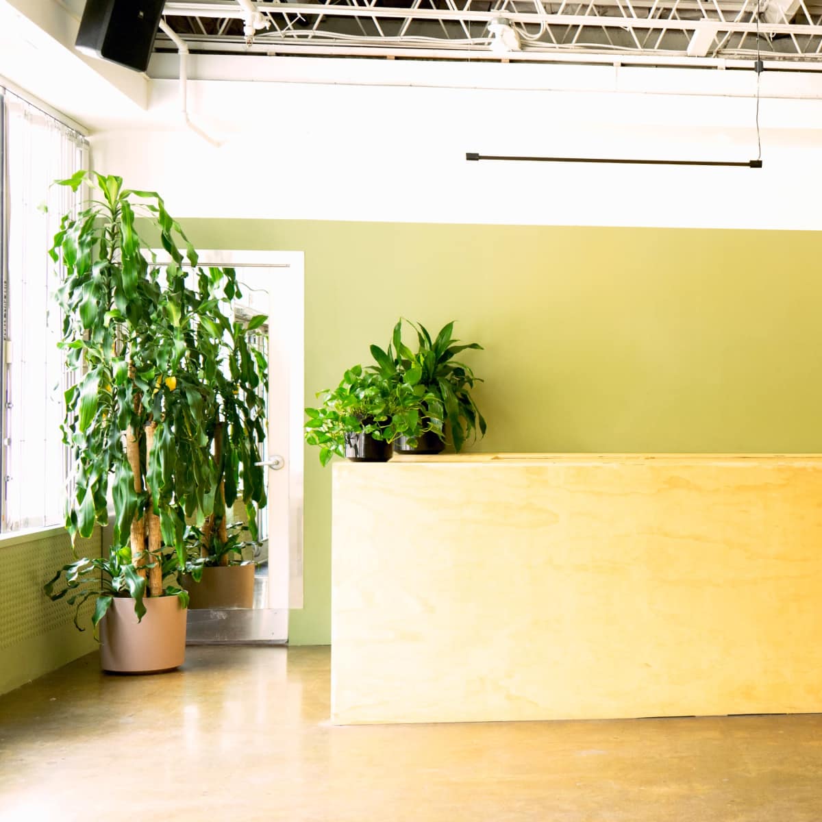 A reception area with a wooden counter, greenery in pots, and a green wall.