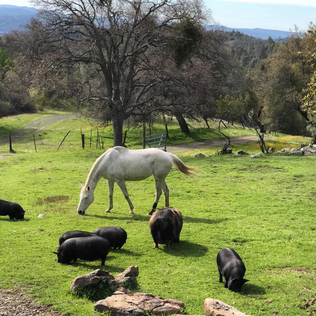 A white horse grazes on green grass while several black pigs forage nearby in a rural setting.