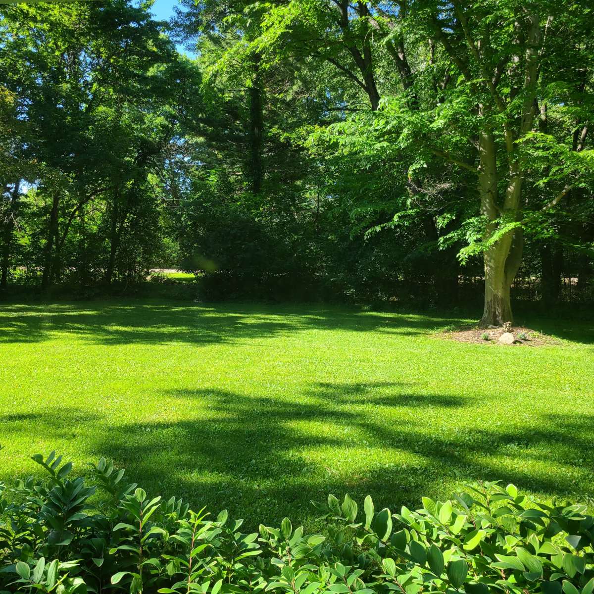 A sunlit grassy area is surrounded by trees, creating a peaceful outdoor scene.