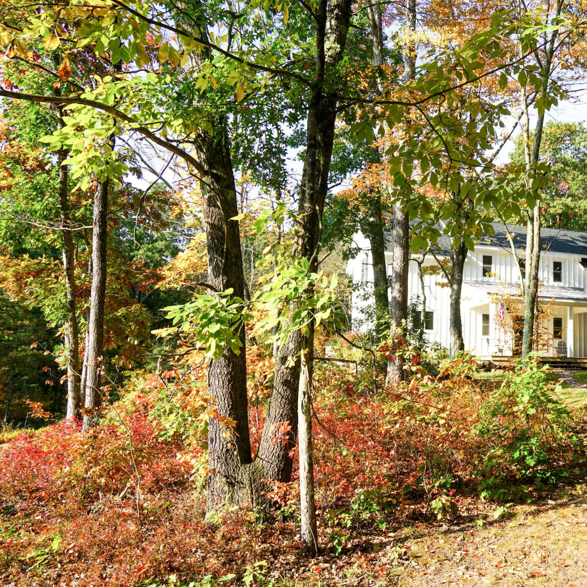 A modern two-story house is nestled among trees with colorful autumn foliage.
