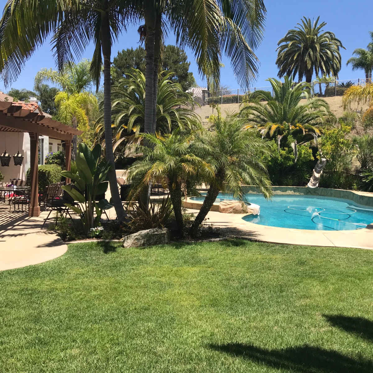 A sunny backyard with a swimming pool surrounded by palm trees and lush greenery.