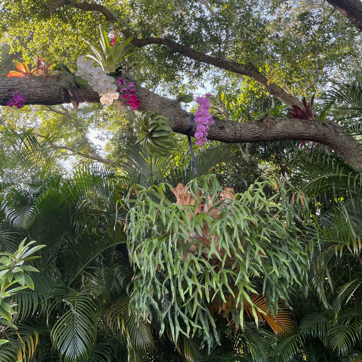 Tropical Butterfly Garden and Pool in Palm Bay Image in Palm Bay, Palm Bay, FL