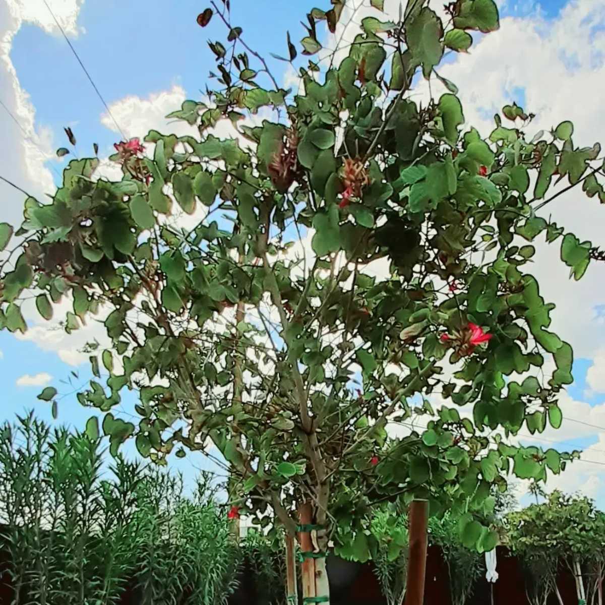 A small tree with broad leaves and pink flowers stands in a green garden surrounded by shrubs and white lounge chairs.