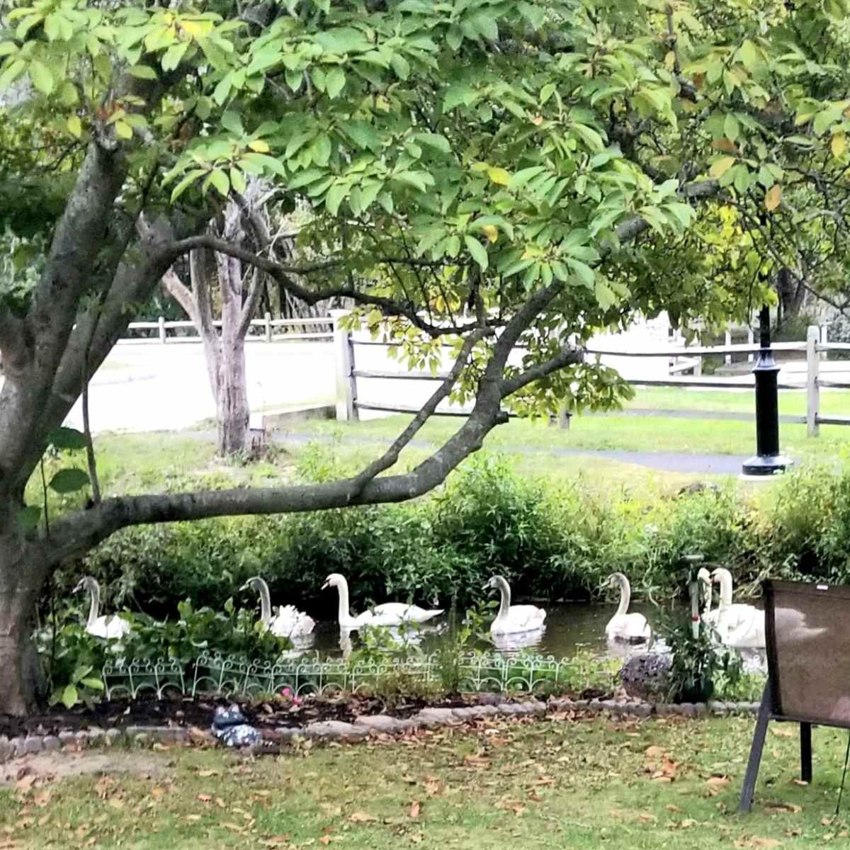 A row of swans swim along the edge of a small pond in a landscaped yard, with a tree providing shade nearby.