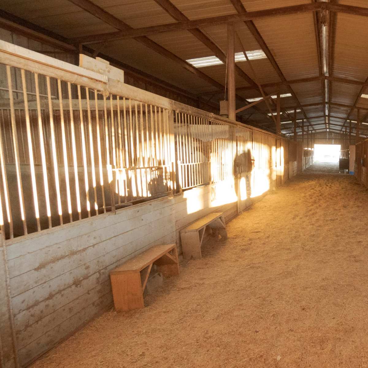 A wide aisle in a barn lined with empty horse stalls on either side.