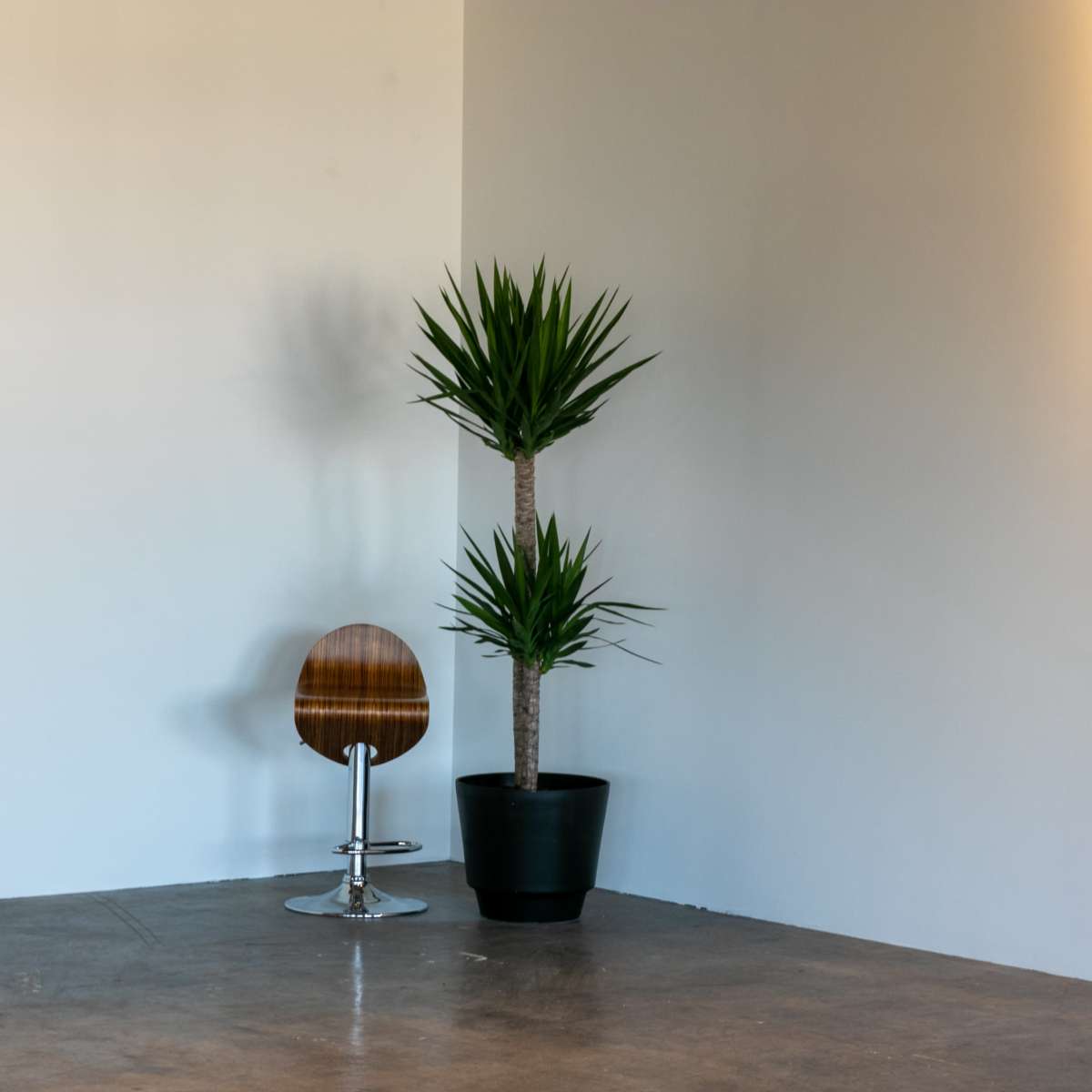 A wooden chair with a chrome base sits beside a tall potted plant in an empty corner of a room with white walls.