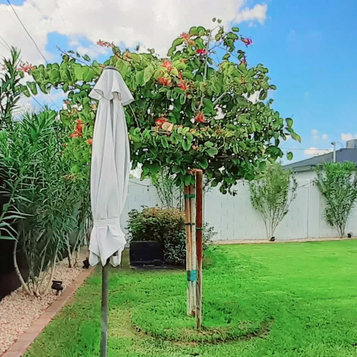 A garden scene features a green lawn, a flowering tree, and a white umbrella stand beside landscaping foliage.