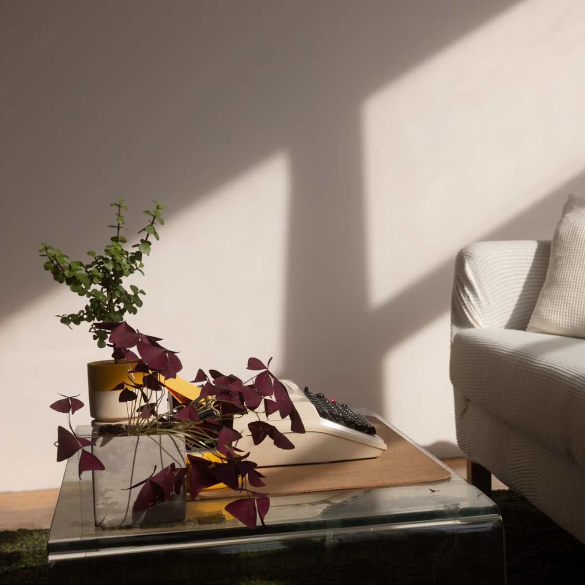 A light-filled living room features a white sofa, a glass coffee table with a plant arrangement, and shadows cast on the wall.