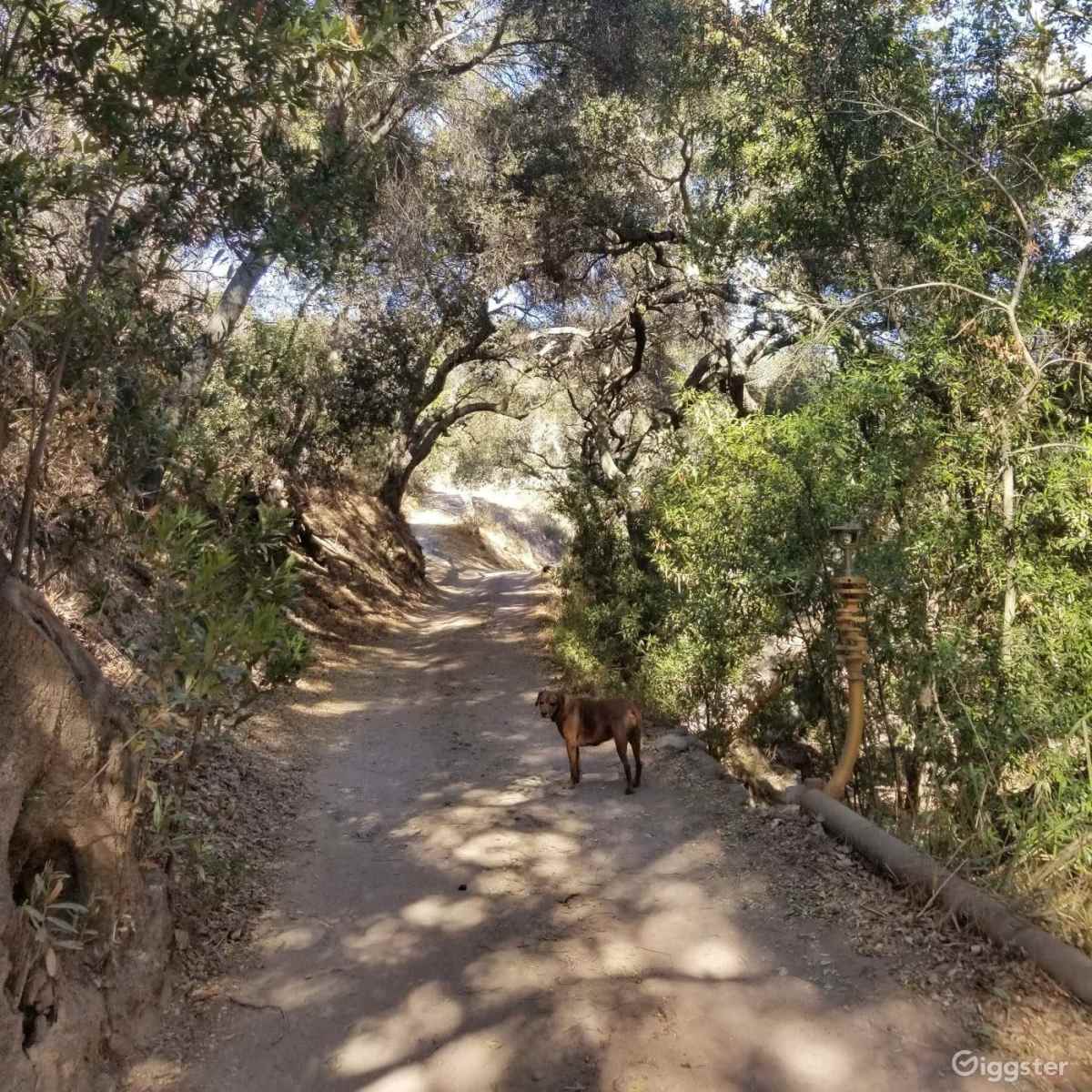 A dirt path meanders through a wooded area, with a dog standing on the trail.