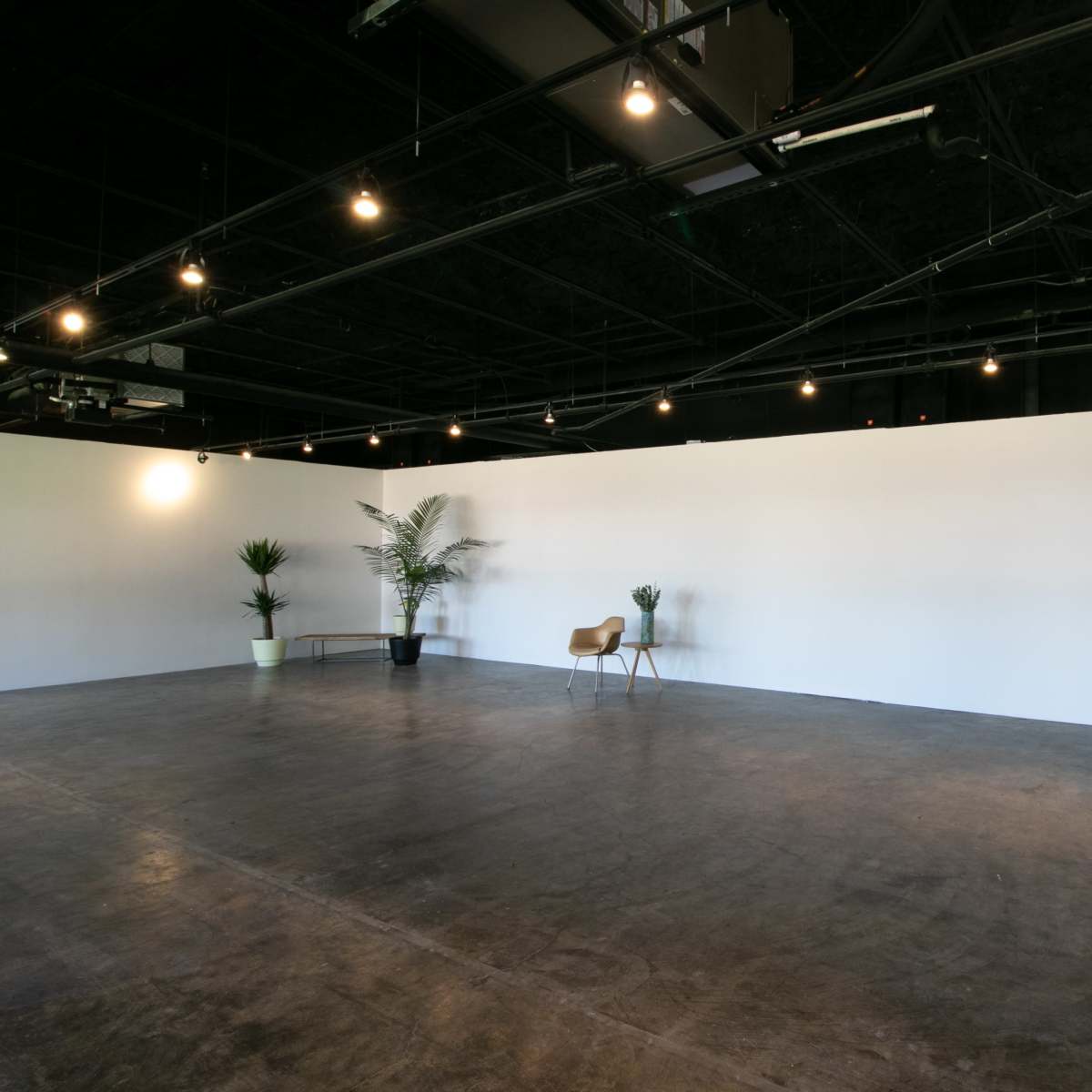 A spacious, empty room with a smooth floor, two potted plants on either side, and overhead lighting.